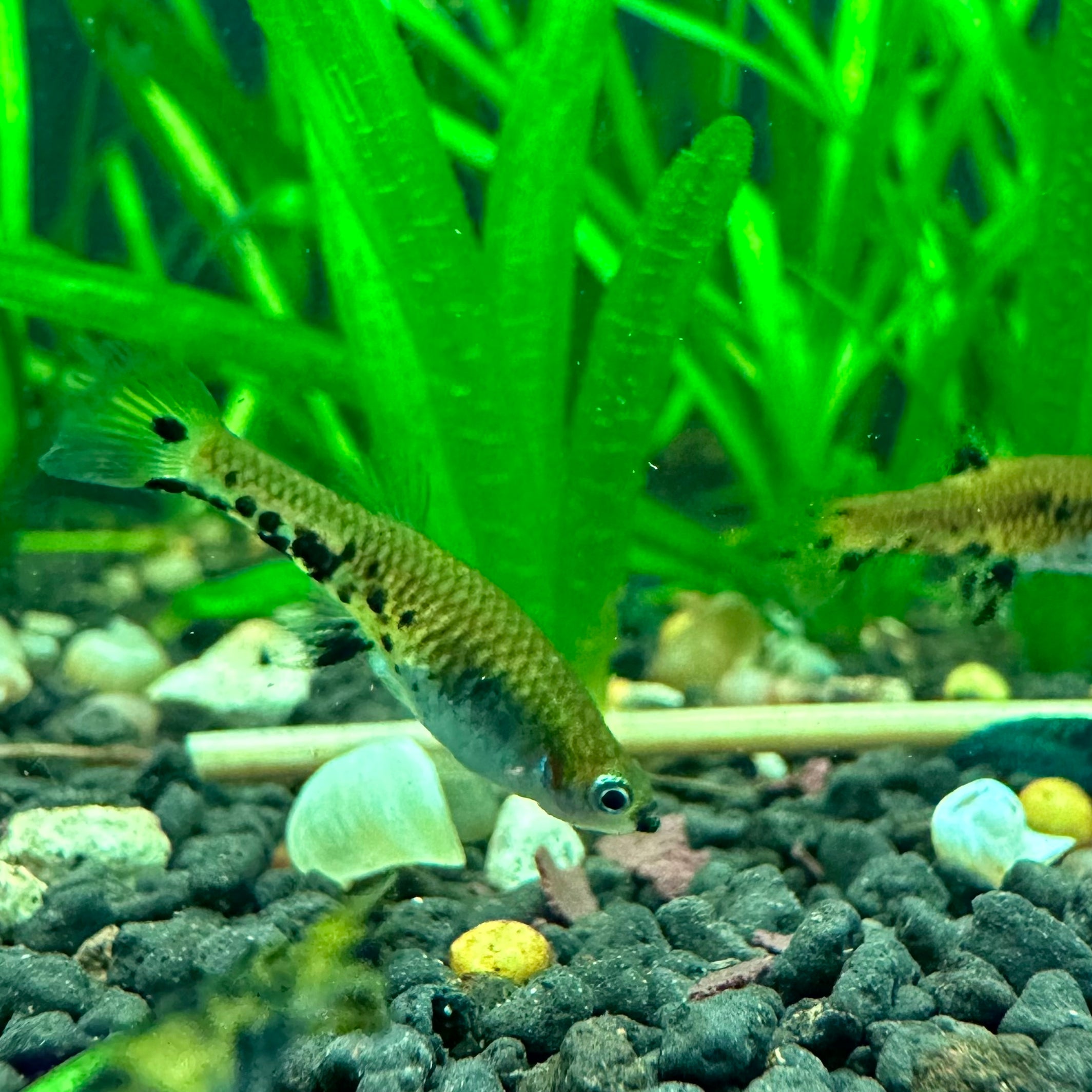 Dusky Millions Livebearer (Phalloceros caudimaculatus) — Fishiotherapy