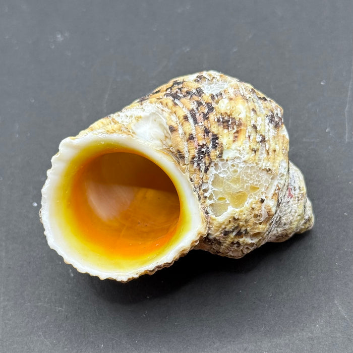 Natural Gold-mouth Turbo Shell (Turbo chrysostomus)