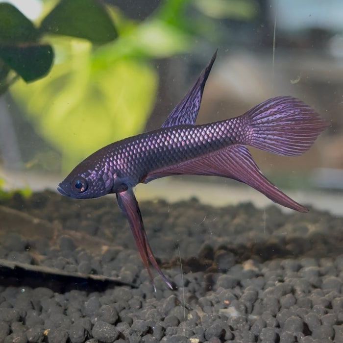 Betta Smaragdina Copper