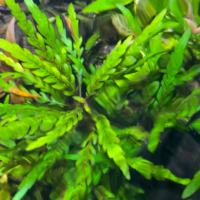 Hygrophila Pinnatifida (Hygrophila Pinnatifida)