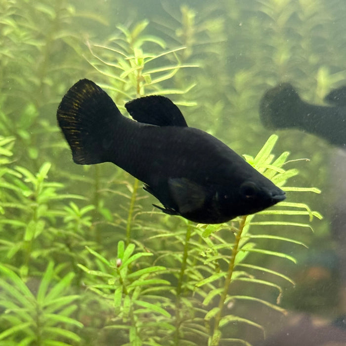 Short-finned Molly/Black Molly (Poecilia sphenops)