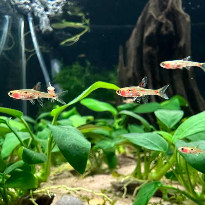 Merah Rasbora Phoenix Rasbora (Boraras merah) — Fishiotherapy