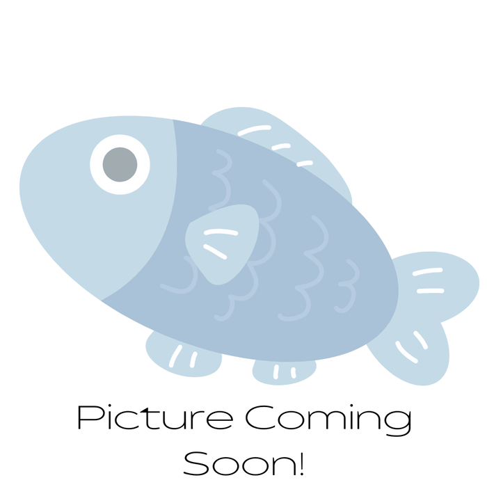 High-fin Sunrise Platy