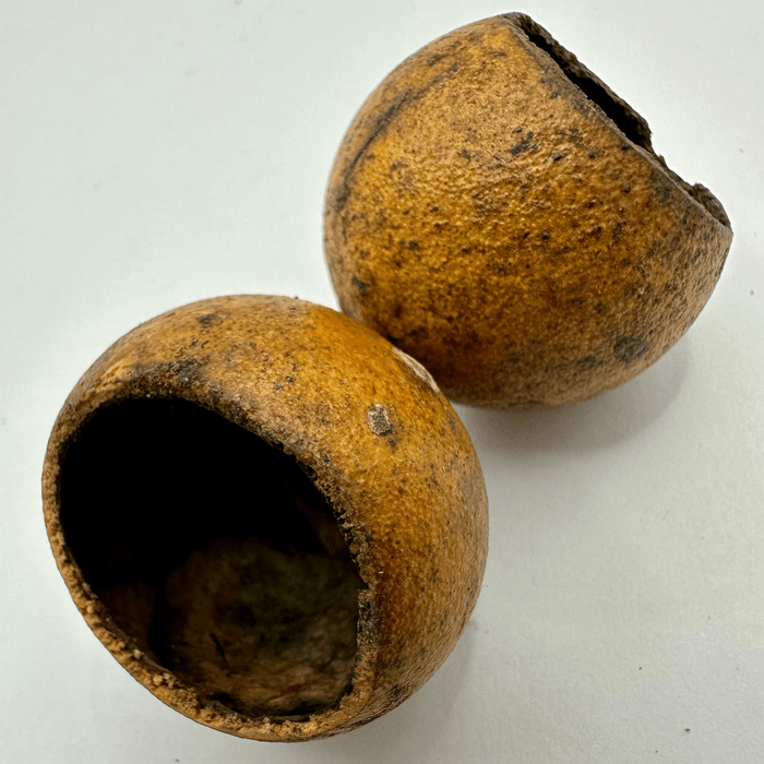 Kuchila Pod - Bell Cup