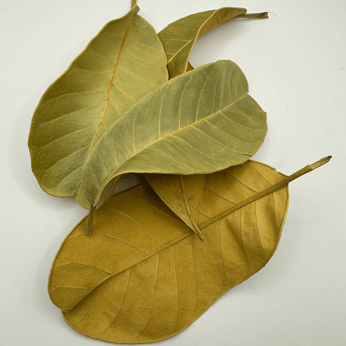 Mandioca leaves - Cassava