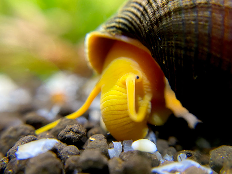 Orange Rabbit Snail (Tylomelania gemmifera) — Fishiotherapy