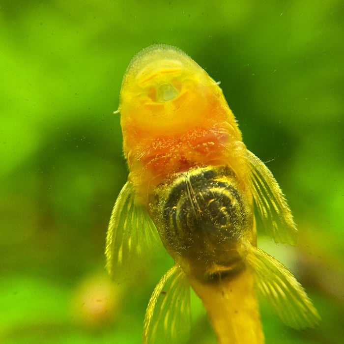 Bushy Nose Plecostomus