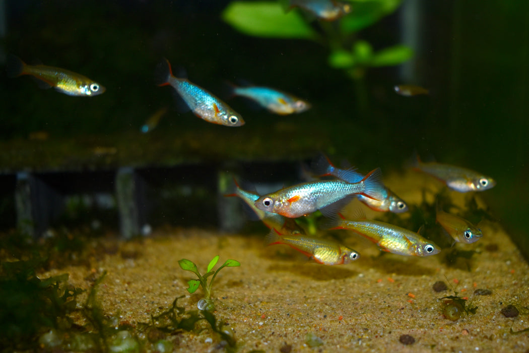 Daisy's Blue Ricefish schooling