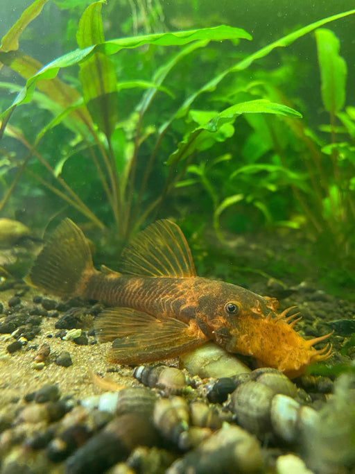 Calico Bristlenose Plecostomus 