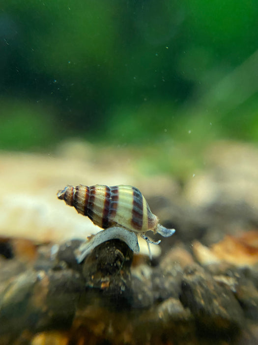 Assassin Snail 