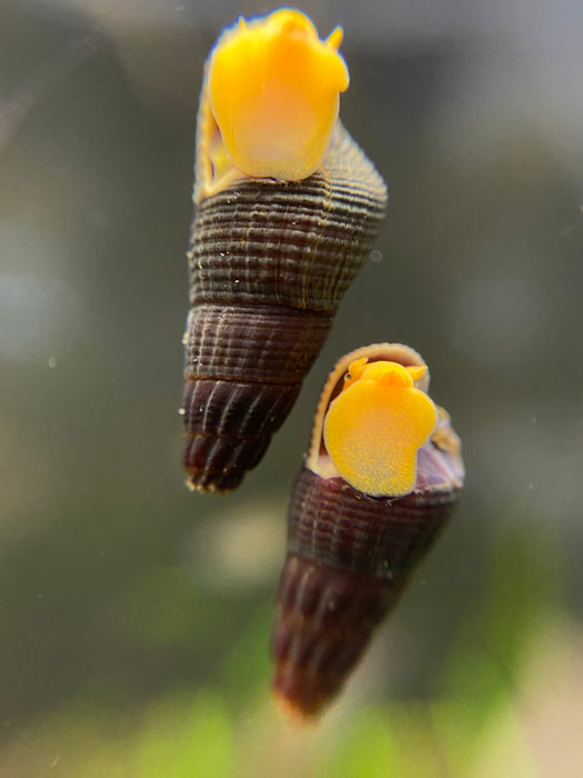 Tylomelania gemmifera (Orange Rabbit Snail)