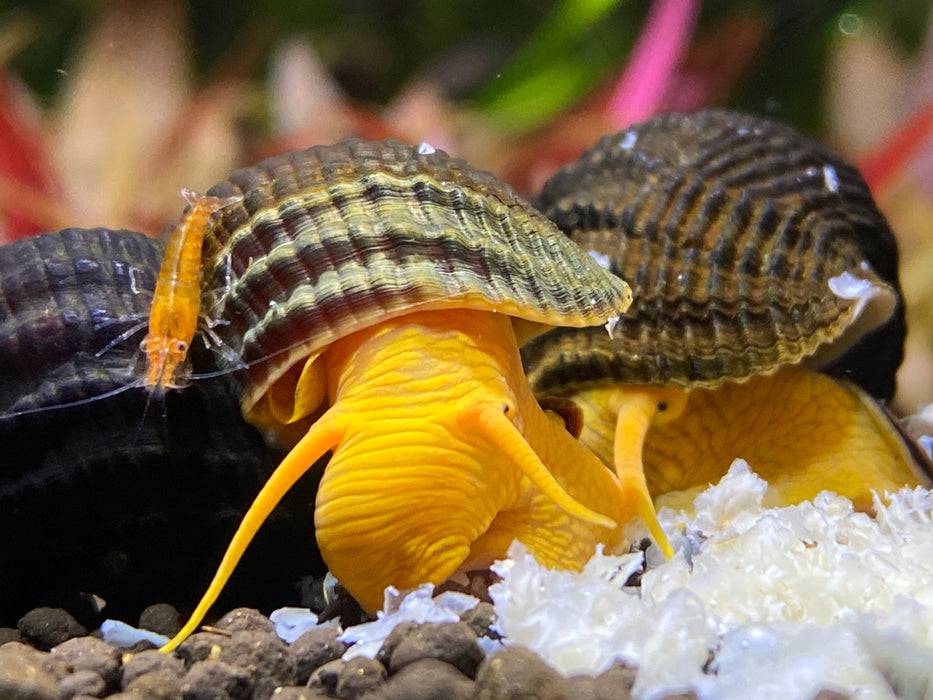 Orange Rabbit Snail (Tylomelania gemmifera) — Fishiotherapy