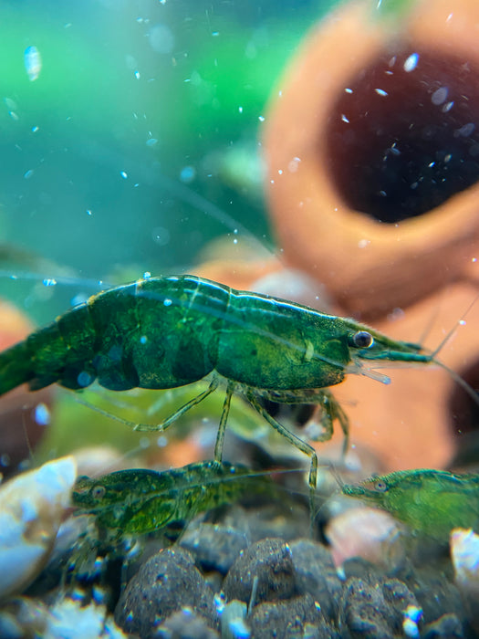 Green Cherry Shrimp - Neocardina
