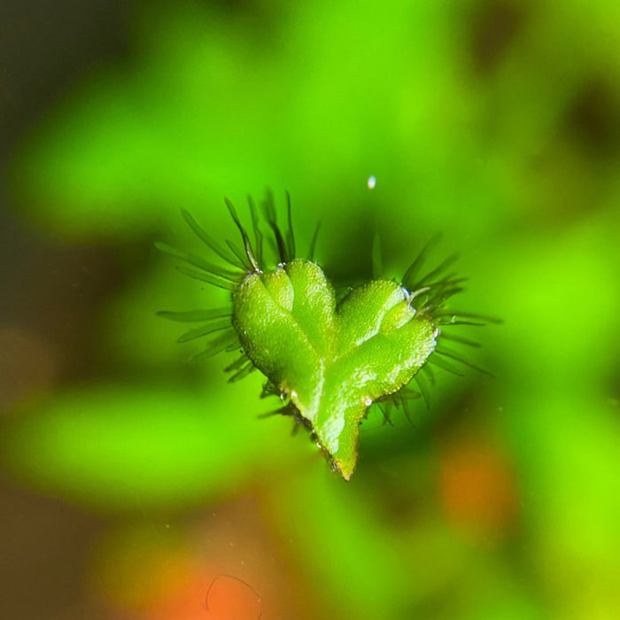 Heartwort - small heart shaped floating plant