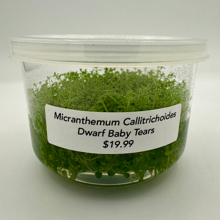 Micranthemum Callitrichoides - Dwarf Baby Tears TC