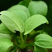 golden anubias nana closeup