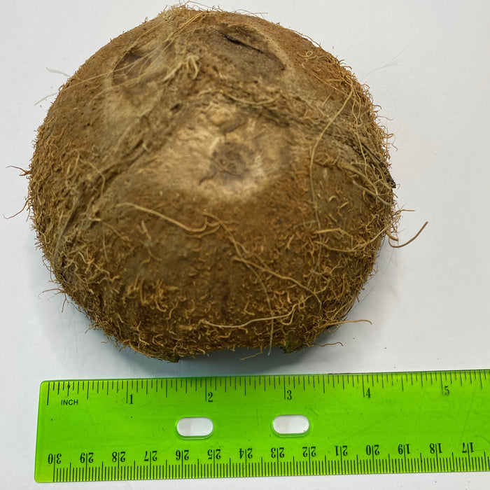 4" coconut cave