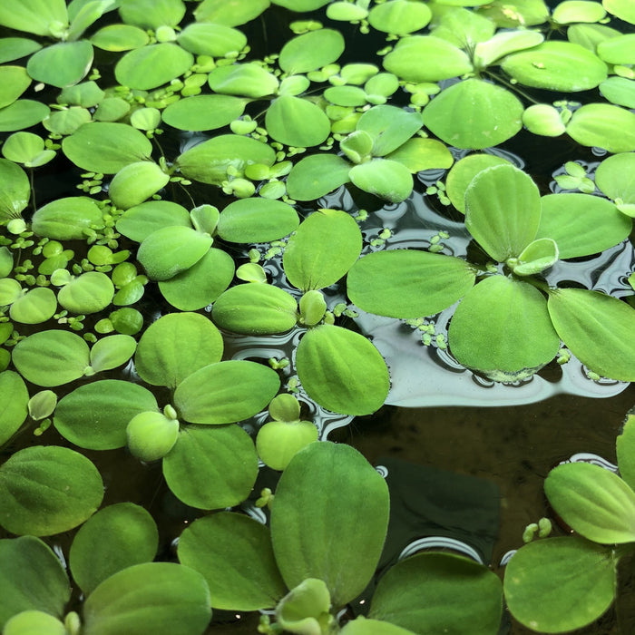 Pistia Stratiotes