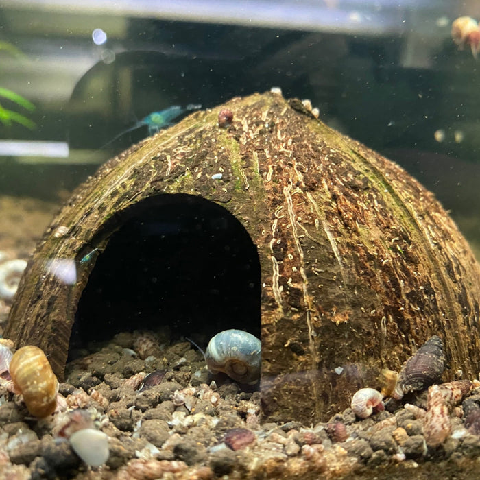 coconut cave in aquarium