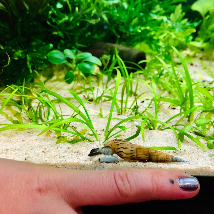 Chopstick Snails