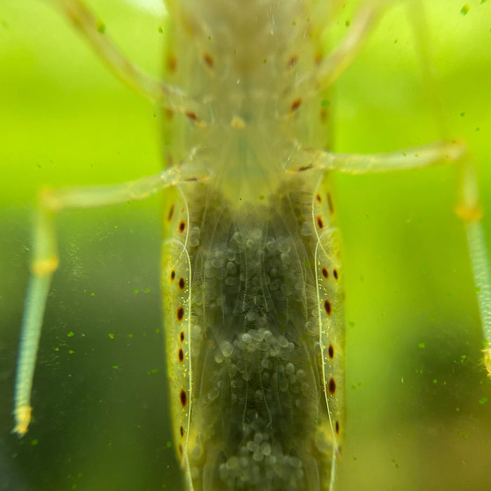 Amano Shrimp underside