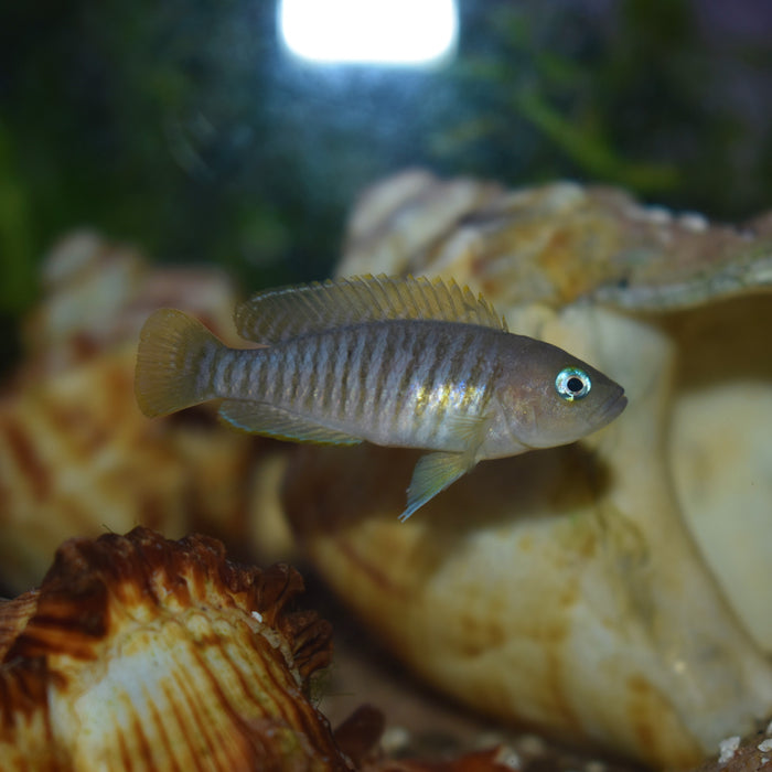 Multis - Neolamprologus Multifasciatus