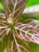 Hygrophila Polysperma “Rosanervig”