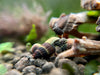 Assorted Juvenile Rabbit Snails