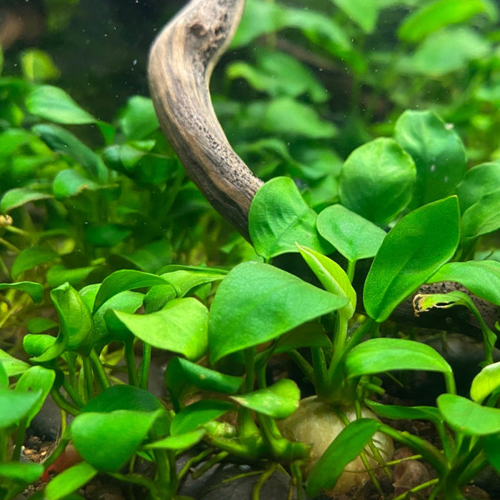 Abubias nana attached to small rock in aquarium