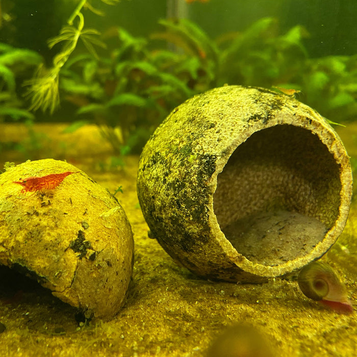 2 wood apple pods in aquarium