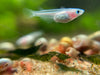 Ricefish sp. “Pearl Galaxy” 