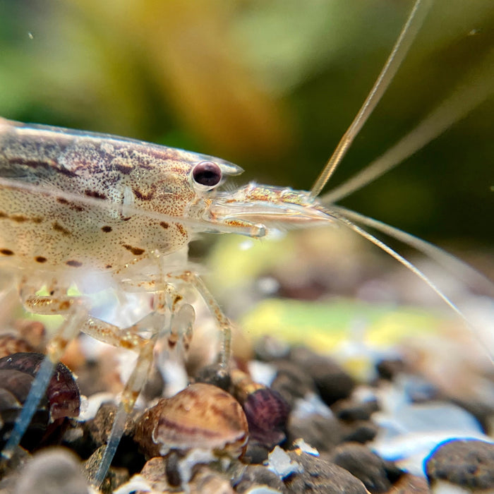 Caridina multidentata