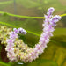 Madagascar Lace flower