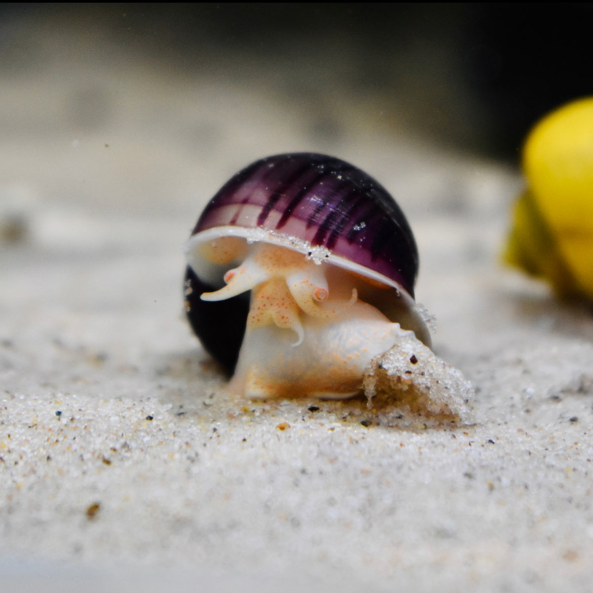 5 Large Mystery Snails (Pomacea Bridgesii) – Live Freshwater Aquarium Snails, US