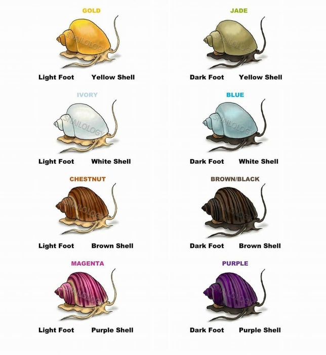 Mystery Snail colours