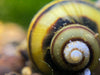 Spixii Snail shell