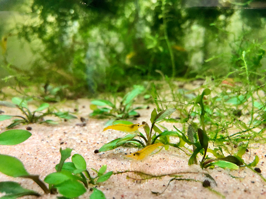 Neocaridina davidi var. yellow