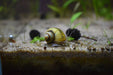 Spixii Snails in aquarium
