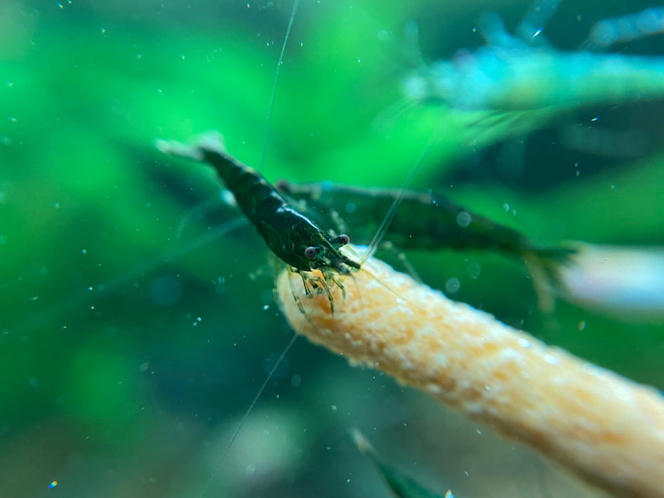 Green Dwarf Shrimp