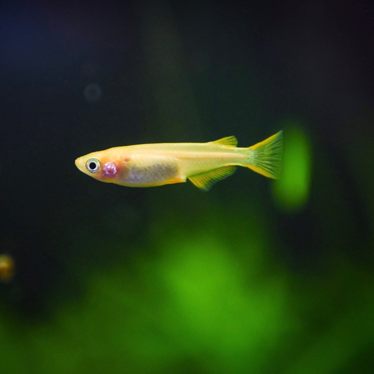 Ricefish sp. “Youkihi” ~ Oryzias Latipes sp. “Youkihi” — Fishiotherapy