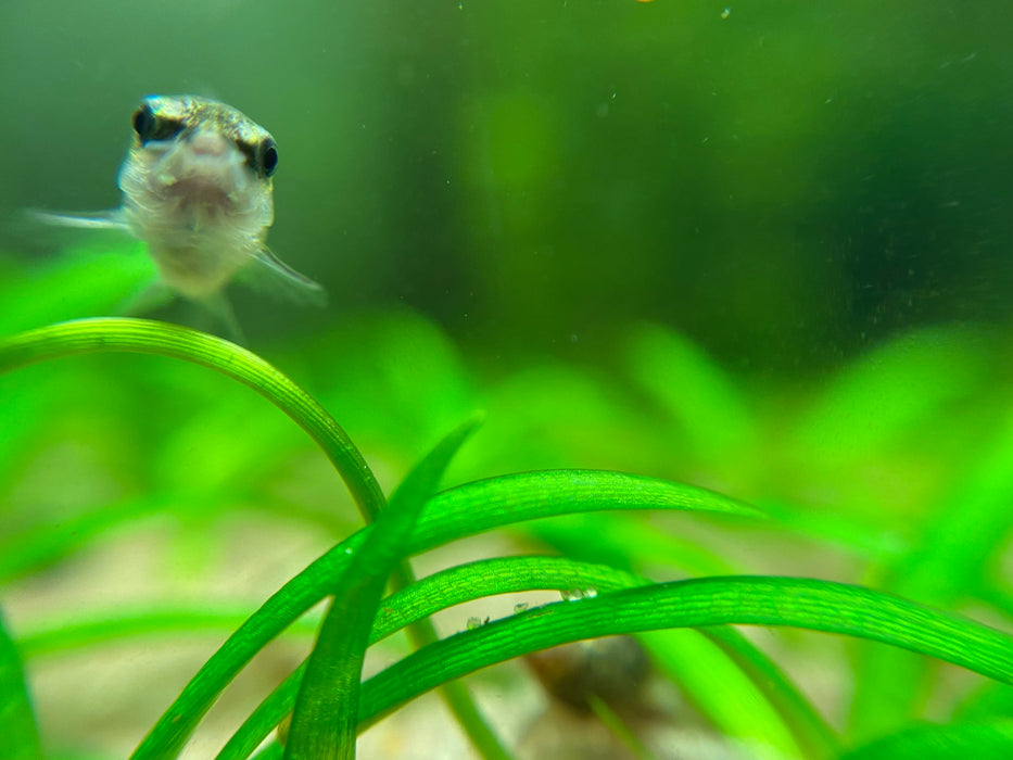 Pygys Fish Pygmy Cory (Corydoras Pygmaeus) — Fishiotherapy