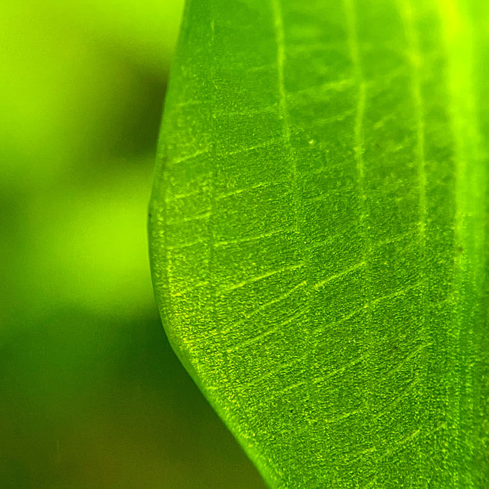 Aponogeton Ulvaceus leaf closeup