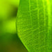 Aponogeton Ulvaceus leaf closeup
