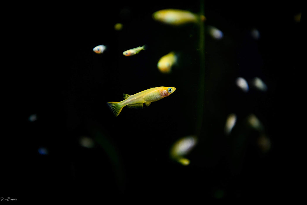 Ricefish sp. “Youkihi” ~ Oryzias Latipes sp. “Youkihi”