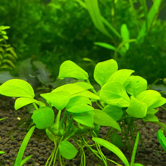 golden anubias nana in aquarium