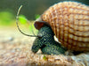 Black with White Spots Rabbit Snail 