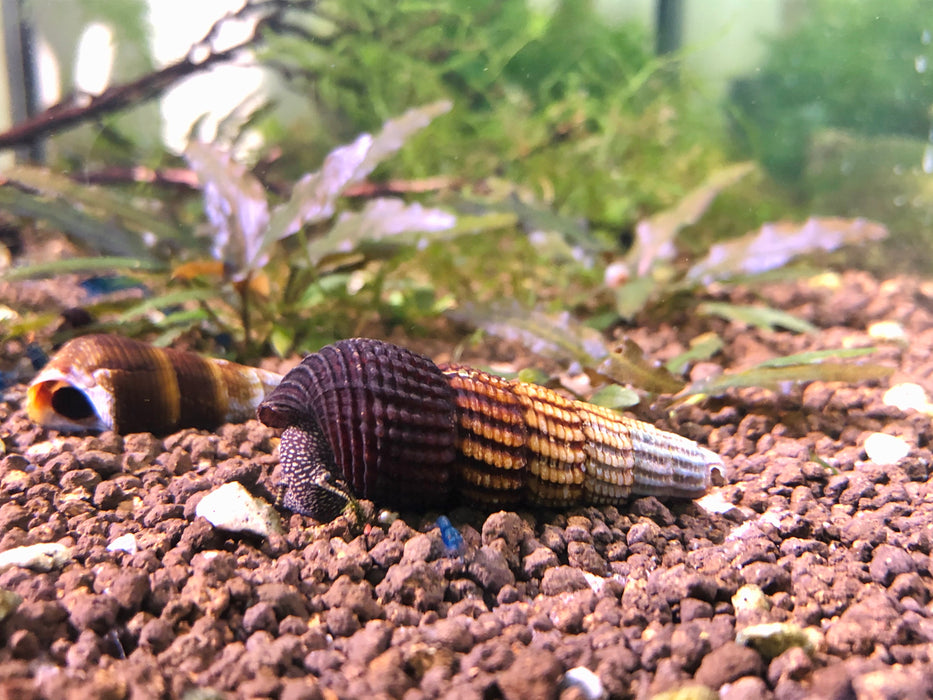 Black with White Spots Rabbit Snail (Tylomelania patriarchalis ...