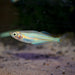 Picta Rainbowfish female