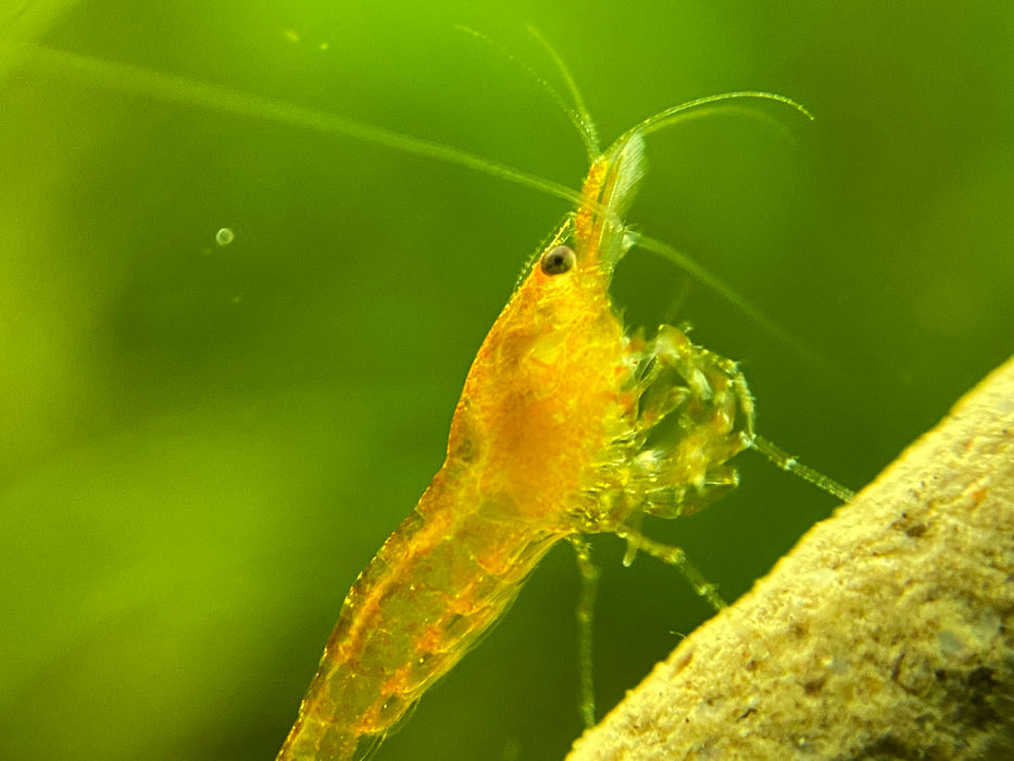 Orange Dwarf Shrimp