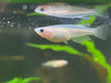 Pearl Galaxy Ricefish